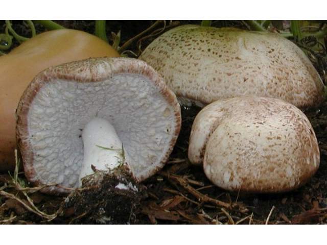 Мицелий Шампиньона миндального  (Аgaricus subrufescens)